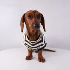 Varsity Stripe Dog Sweatshirt