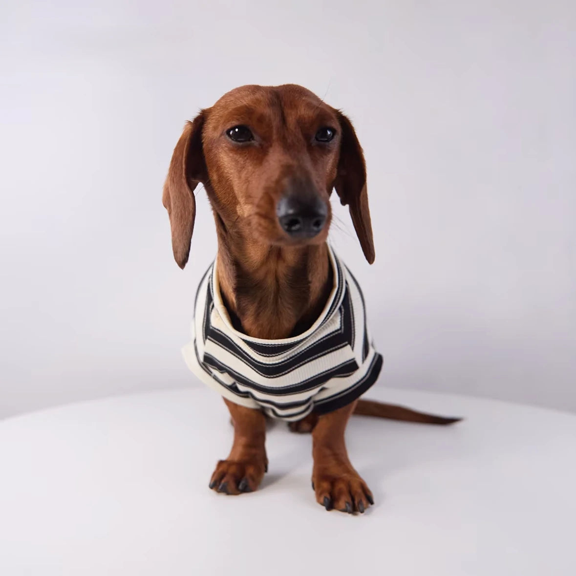 Varsity Stripe Dog Sweatshirt
