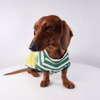Varsity Stripe Dog Sweatshirt