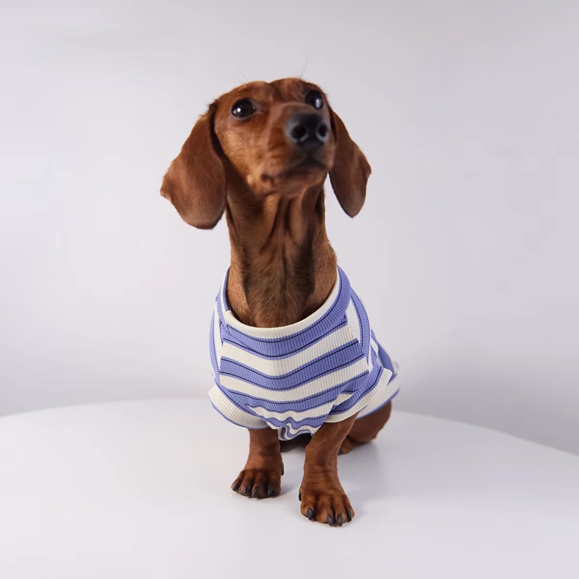 Varsity Stripe Dog Sweatshirt
