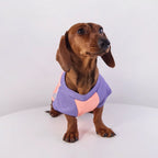 Color-Block Mesh Dog Vest