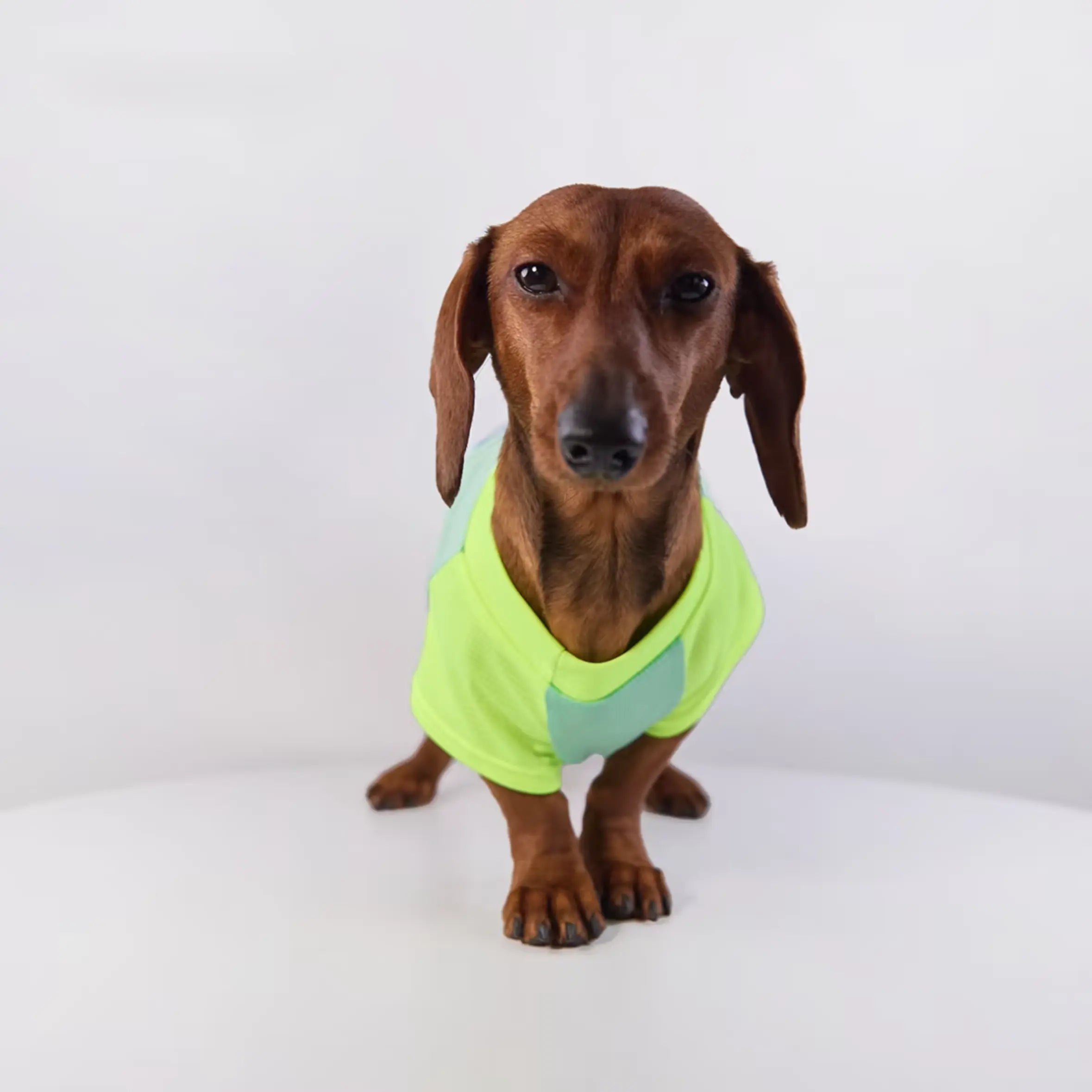 Color-Block Mesh Dog Vest