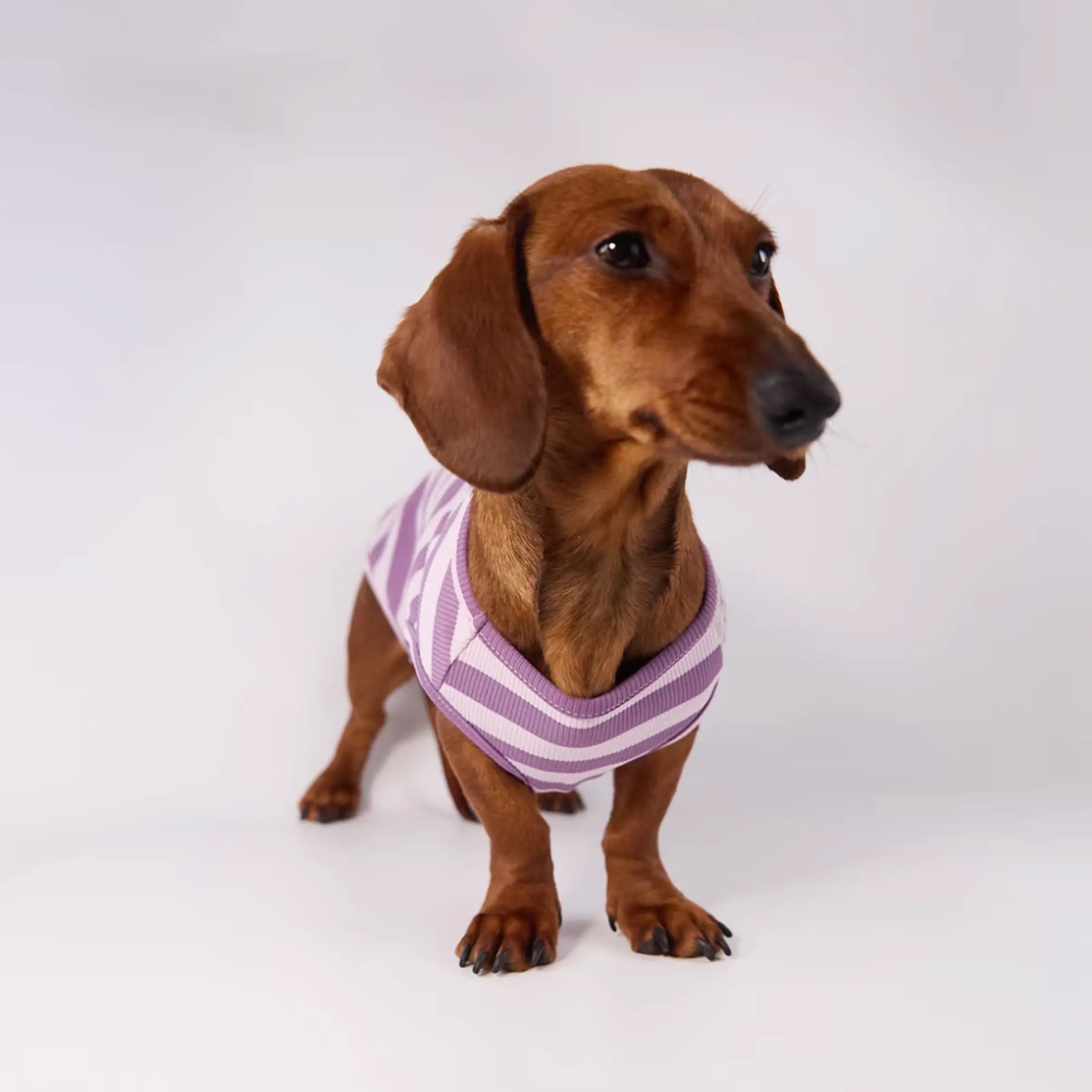 Lightweight Summer Stripe Pet Vest