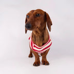 Lightweight Summer Stripe Pet Vest