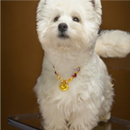 "Auspicious Ruyi" Red Agate & Pearl Pet Necklace