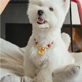 "Auspicious Ruyi" Red Agate & Pearl Pet Necklace