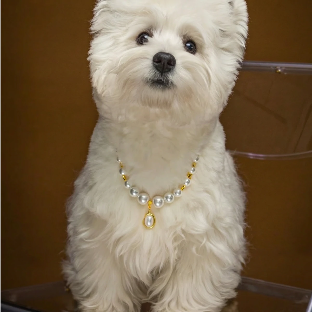 "Classic Elegance" Premium Shell Pearl Pet Necklace