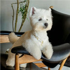 "Classic Elegance" Premium Shell Pearl Pet Necklace