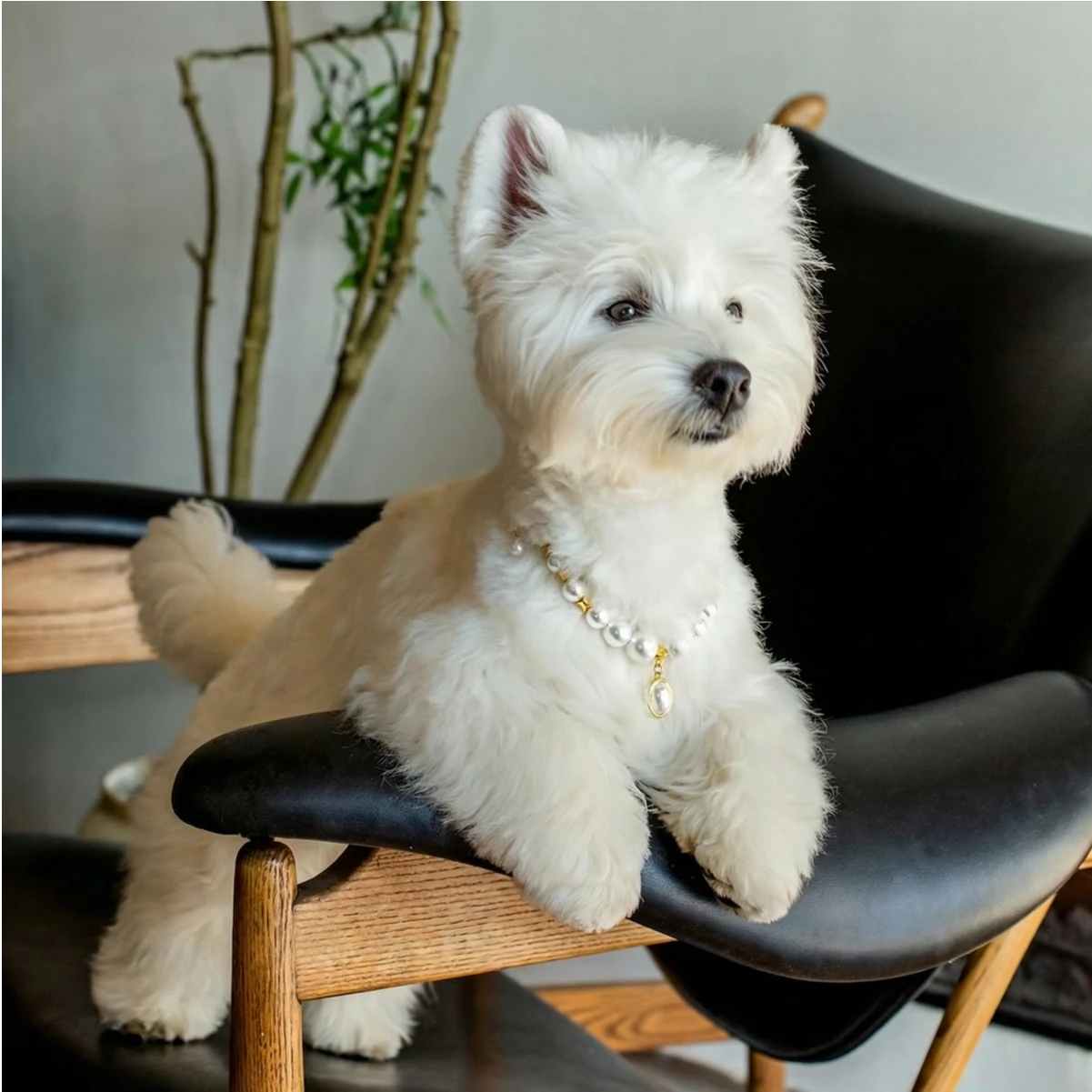 "Classic Elegance" Premium Shell Pearl Pet Necklace