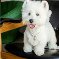 "Classic Elegance" Premium Shell Pearl Pet Necklace