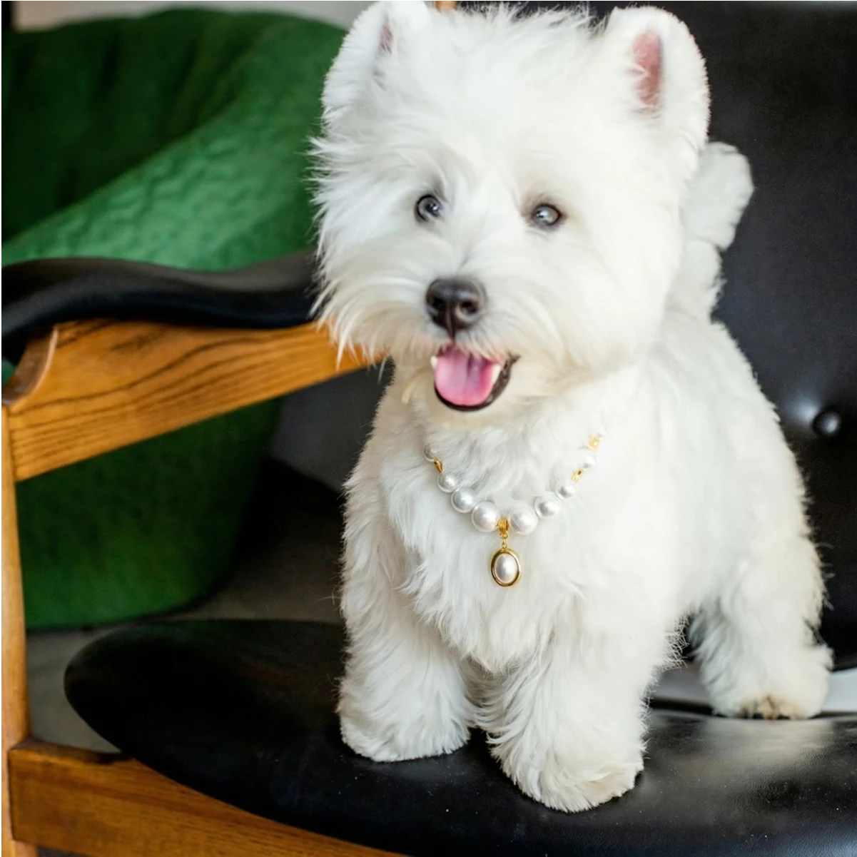 "Classic Elegance" Premium Shell Pearl Pet Necklace