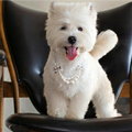 "Silver Bow" Double-Layer Shell Pearl Pet Necklace