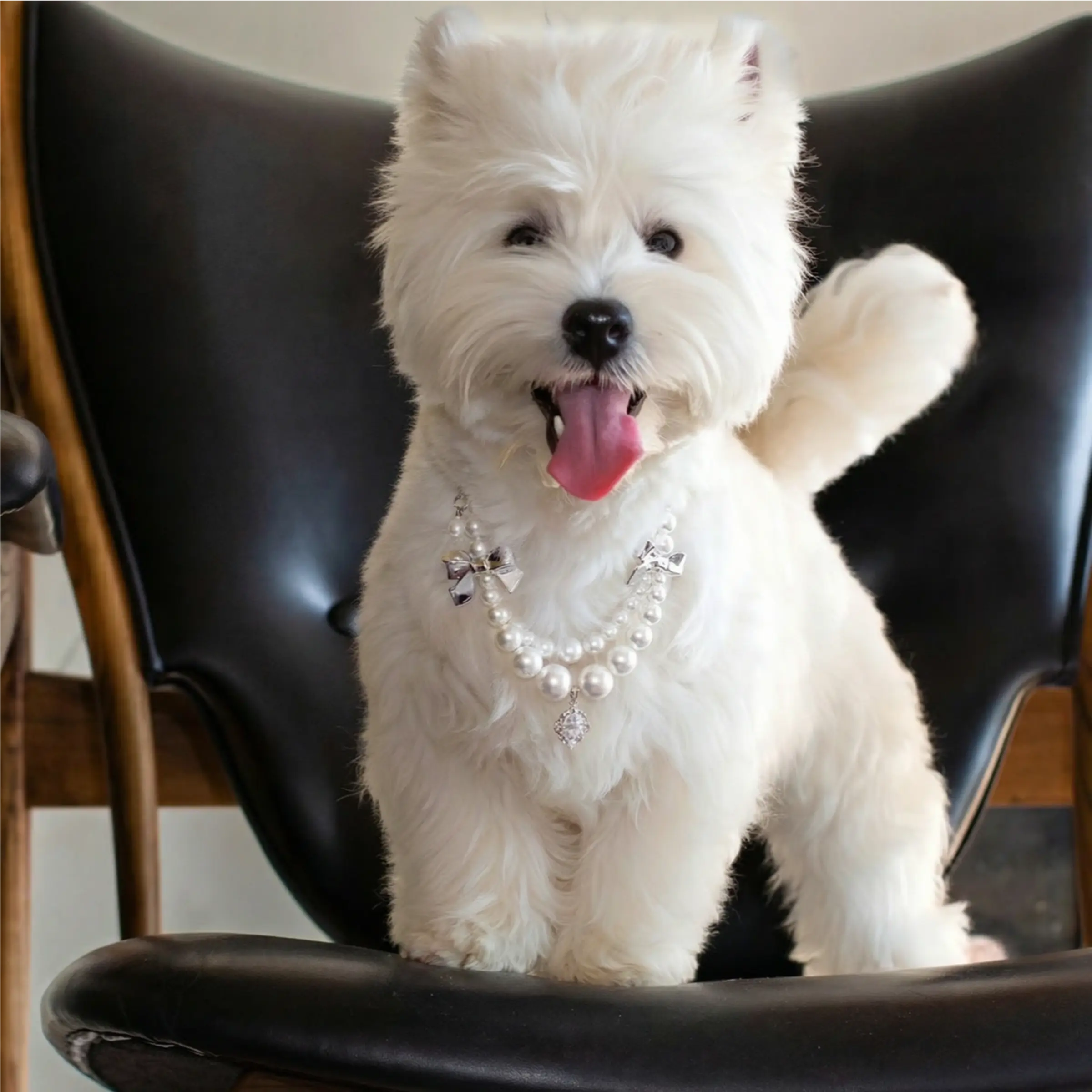 "Silver Bow" Double-Layer Shell Pearl Pet Necklace