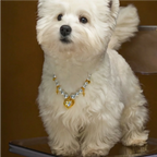 "Royal Heart" Premium Shell Pearl Pet Necklace
