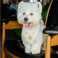 "Royal Heart" Premium Shell Pearl Pet Necklace
