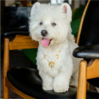 "Royal Heart" Premium Shell Pearl Pet Necklace